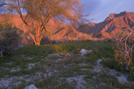 Anza Borrego